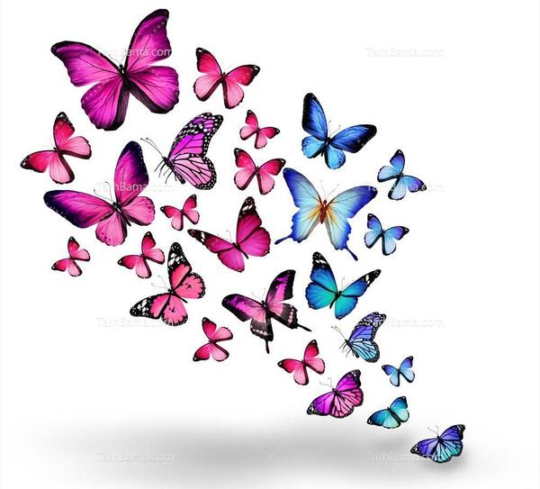 عکس پروانه آبی برای ادیت