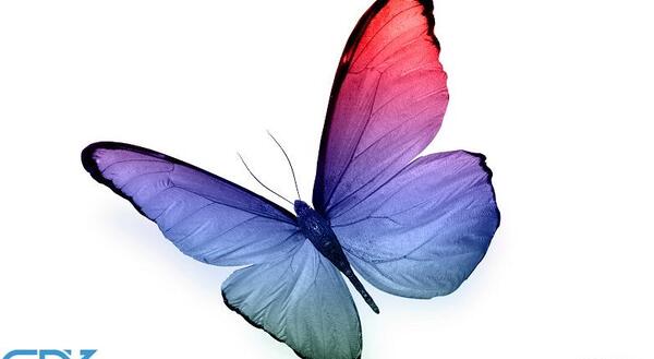عکس پروانه آبی برای ادیت