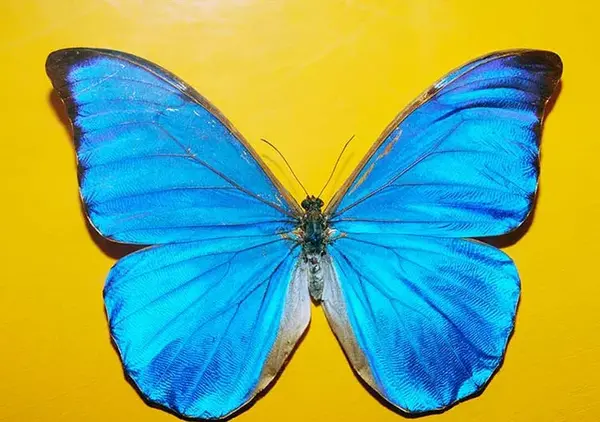 عکس پروانه آبی برای ادیت