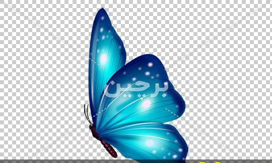 عکس پروانه های آبی