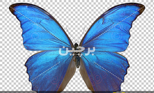عکس پروانه های آبی