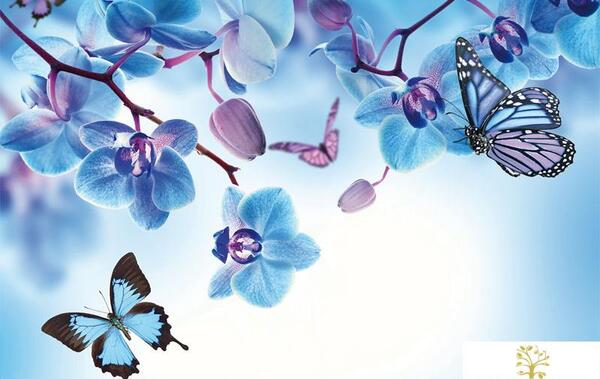 عکس پروانه های آبی