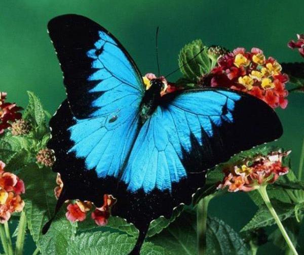 عکس پروانه های زیاد