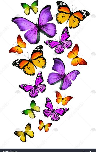 عکس پروانه های زیاد