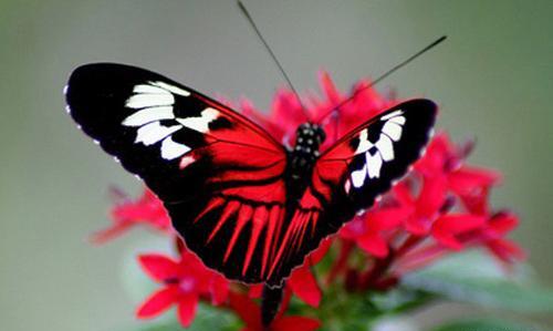 عکس پروانه های زیاد