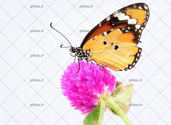 عکس پروانه زیبا روی گل