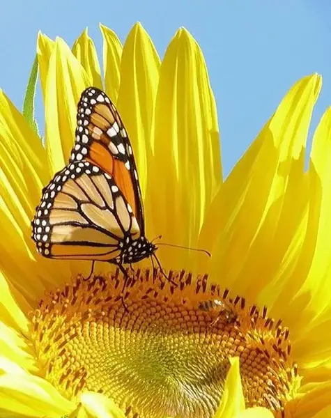 عکس پروانه زیبا روی گل