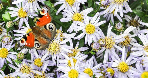 عکس پروانه زیبا روی گل