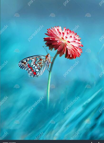 عکس پروانه زیبا روی گل