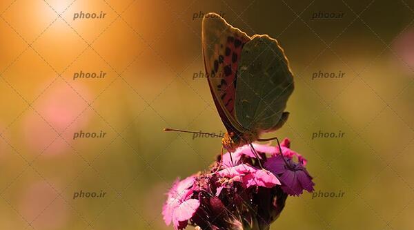 عکس پروانه زیبا روی گل