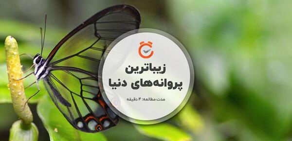 عکس پروانه های خیلی زیبا