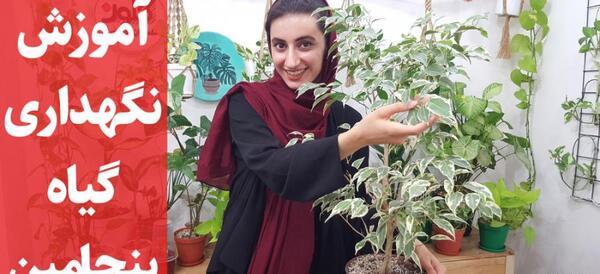 عکس گل بنجامین