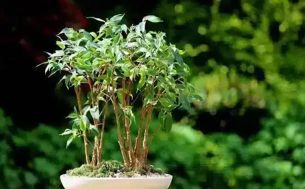 عکس گل بنجامین