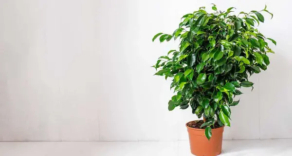 عکس گل بنجامین