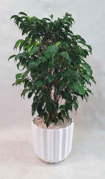 عکس گل بنجامین