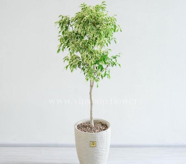 عکس گل بنجامین