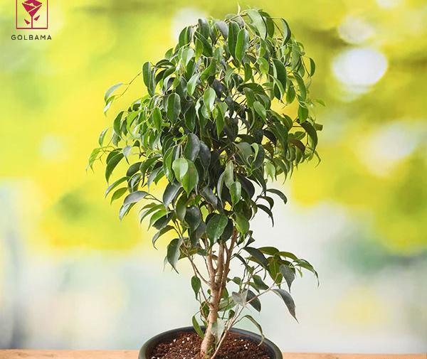 عکس گل بنجامین