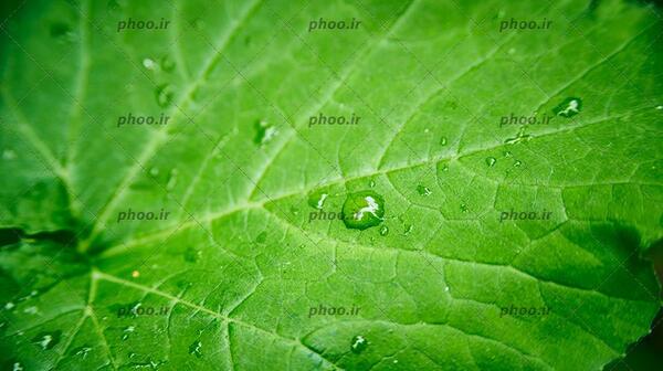 عکس قطره باران روی برگ