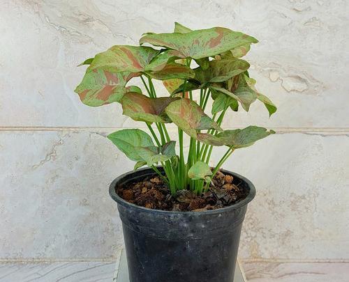 عکس گل قطره باران
