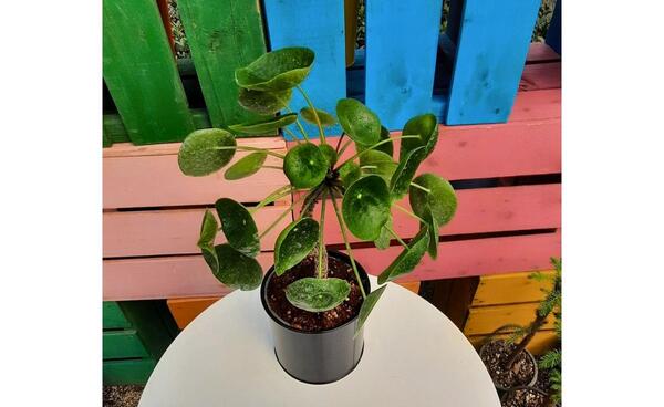 عکس گل قطره باران