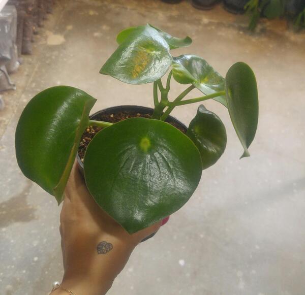 عکس گل قطره باران