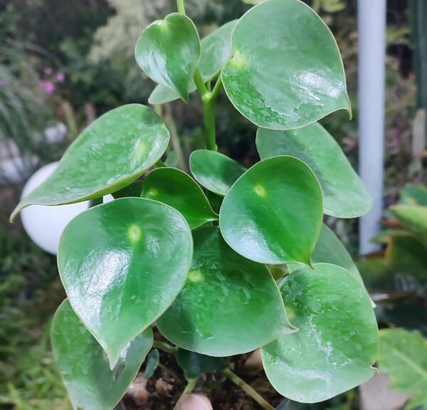 عکس گل قطره باران