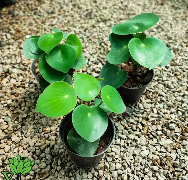 عکس گل قطره باران