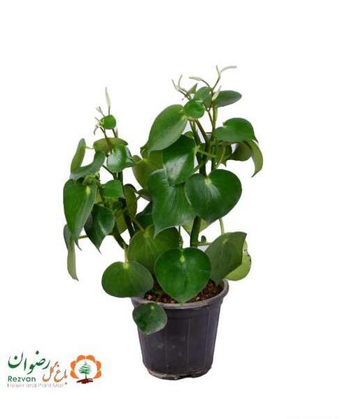 عکس گل قطره باران