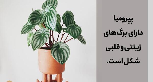 عکس گل قطره باران