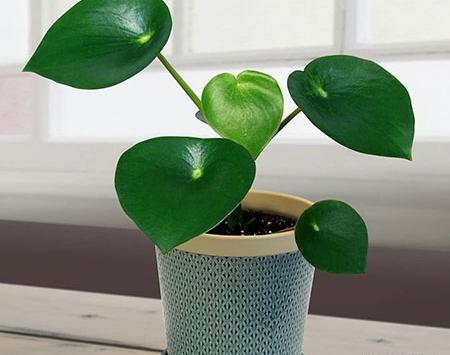 عکس گل قطره باران