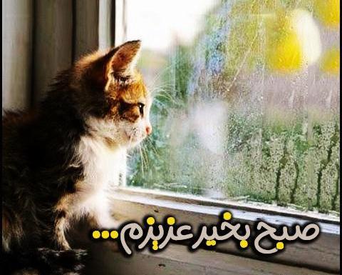 عکس سلام صبح بخیر روز بارانی