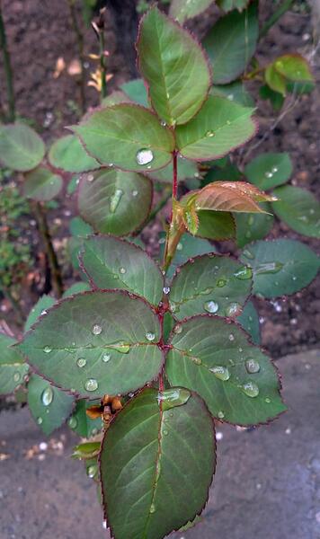 عکس قطره باران روی گل