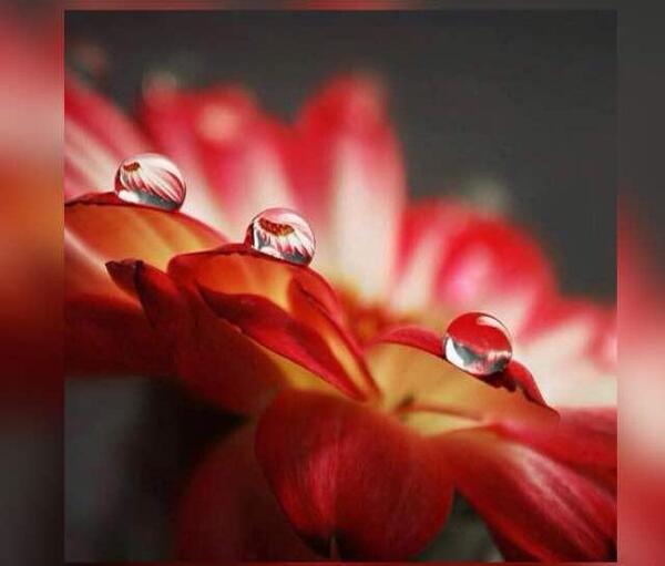 عکس قطره باران روی گل