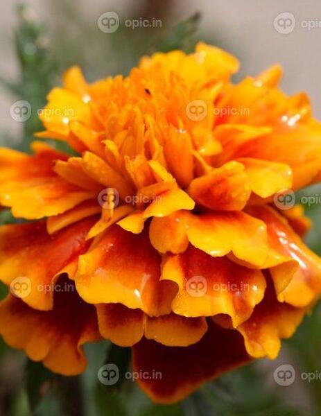 عکس قطره باران روی گل