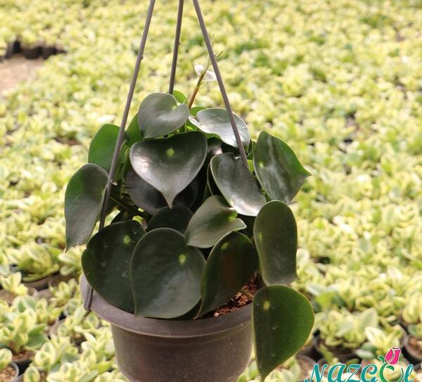 عکس قطره باران روی گل