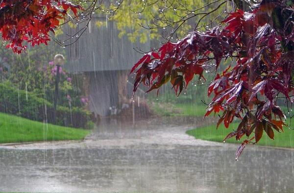 عکس زیبای باران بهاری
