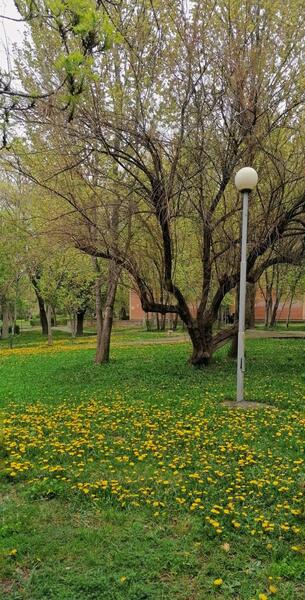 عکس باران در بهار