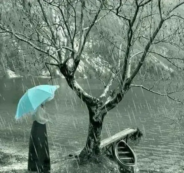 عکس باران در بهار