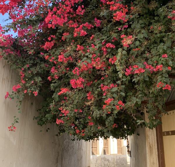 عکس عكس باران بوشهر