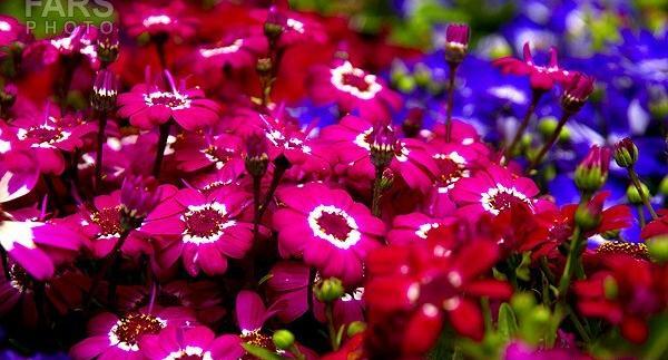 عکس گل بهاره