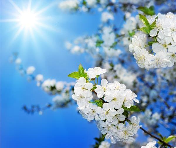 عکس گل بهاره
