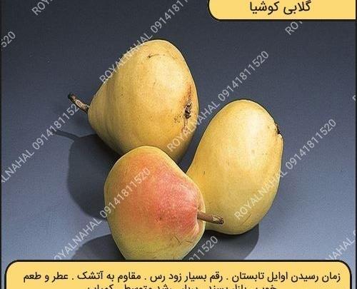بهاره گلابی عکس