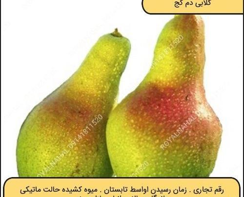بهاره گلابی عکس