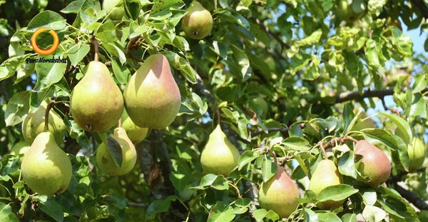 بهاره گلابی عکس