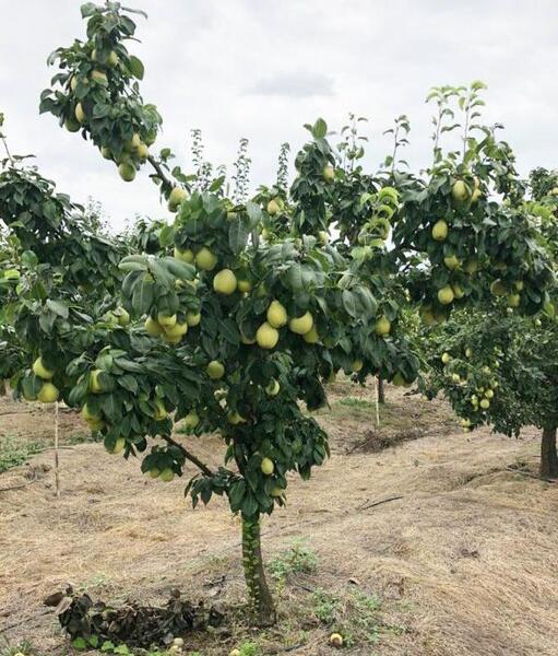 بهاره گلابی عکس