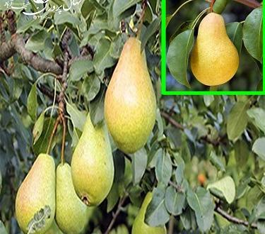 بهاره گلابی عکس