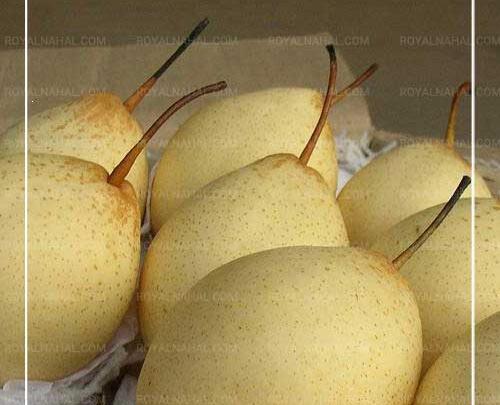 بهاره گلابی عکس