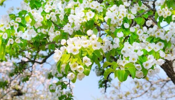 بهاره گلابی عکس