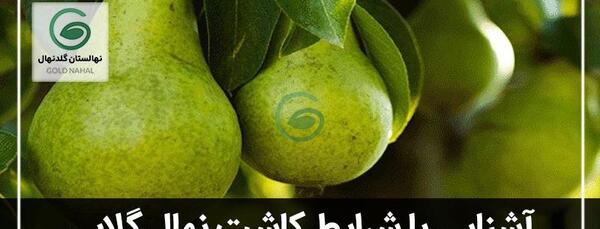 بهاره گلابی عکس