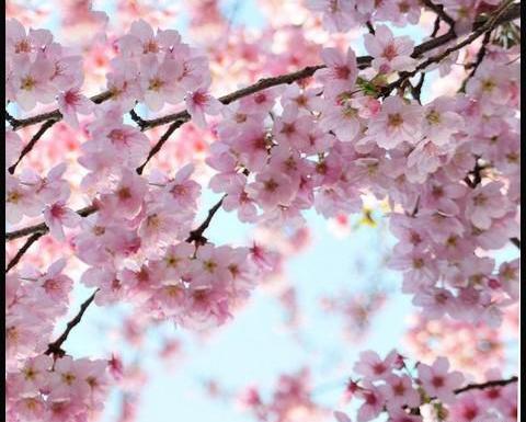 عکس پروفایل بهاره دخترانه